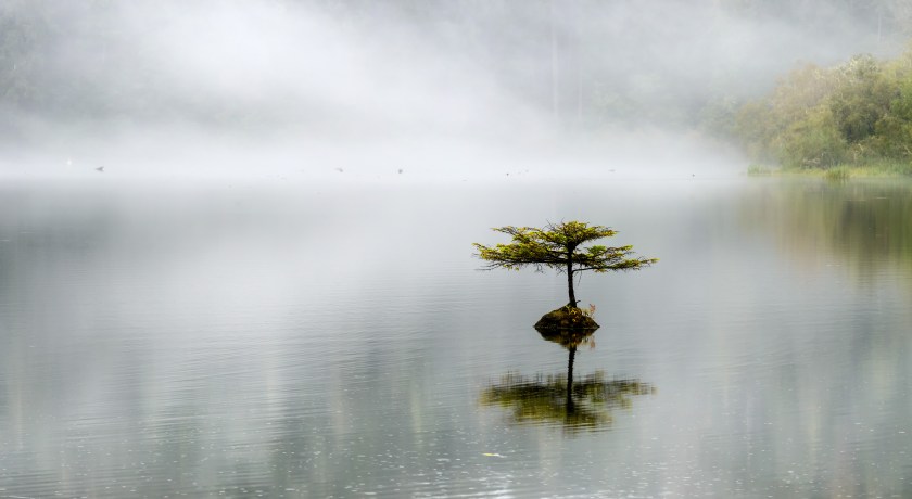Tiny tree is growing on a submerged log.